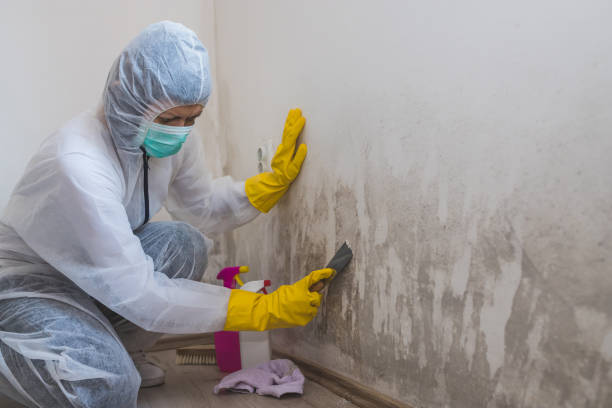 Attic Mold Removal in Princeville, IL
