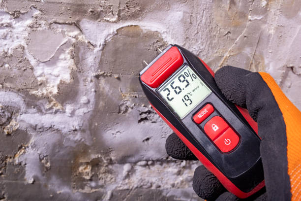 Best Affordable Mold Removal  in Princevle, IL