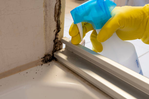 Office Mold Removal Services in Princeville, IL